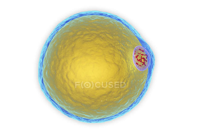 Ilustración por ordenador de una estructura celular grasa - foto de stock