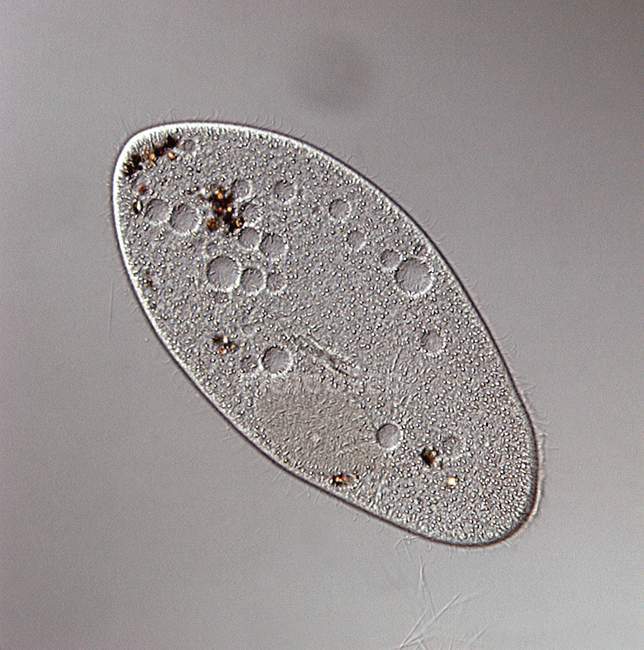 Protozoo ciliato paramecio — Foto stock