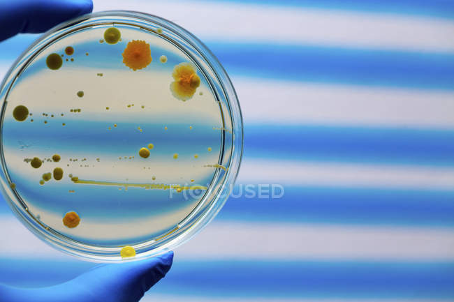 Страва Петрі з бактеріями — стокове фото