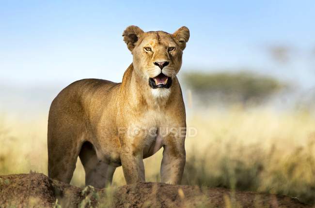 Löwin blickt in Kamera — Stockfoto