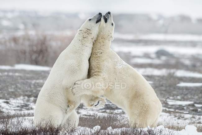 Orsi polari che combattono — Foto stock