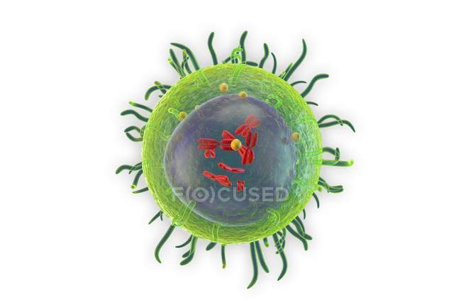 Structure of white blood cell — Stock Photo