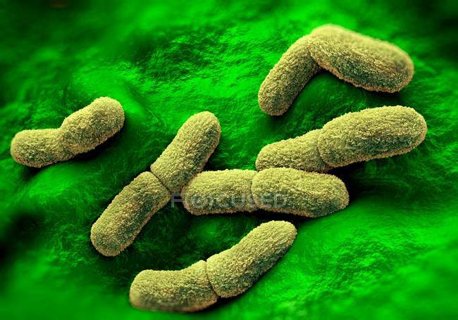 Bactéries Yersinia pestis, illustration — Photo de stock