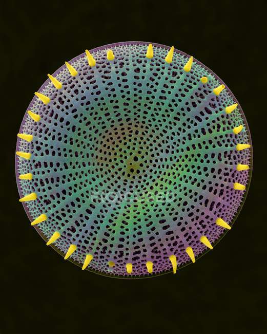 Frustule de diatomeas fósiles céntricas - foto de stock