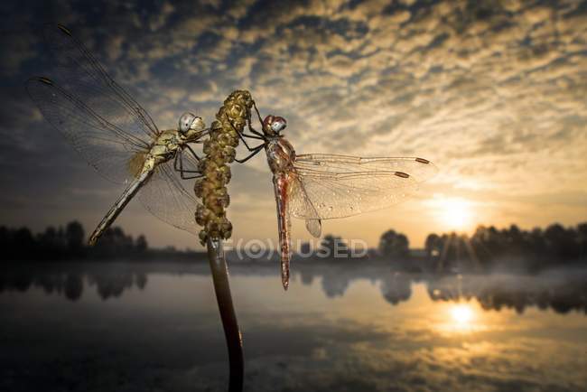Dragonflies on a plant stem — Stock Photo