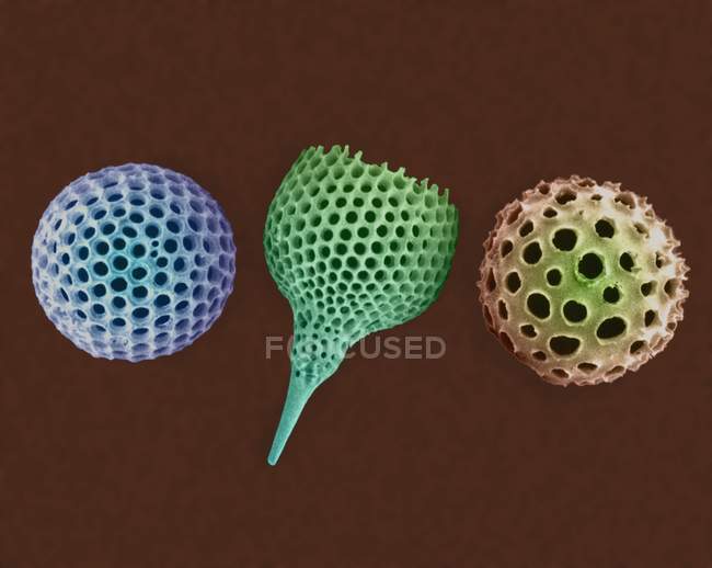 Coquilles de protozoaires Radiolaria — Photo de stock