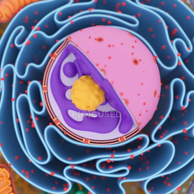 Structure of cellular organelles — Stock Photo