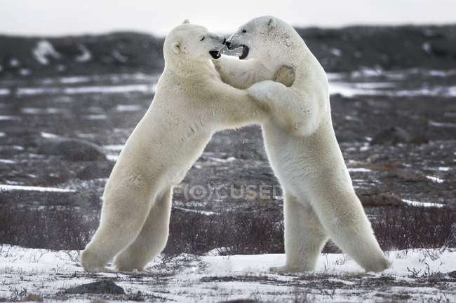 Полярні ведмеді, боротьба — стокове фото