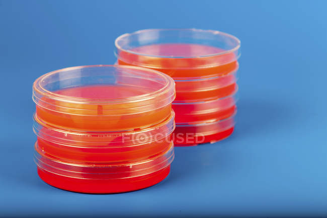 Placas de Petri empilhadas em fundo azul . — Fotografia de Stock