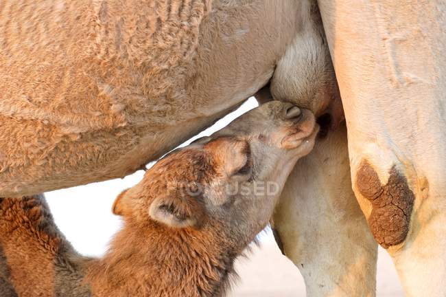 Hembra camello árabe alimentación ternero recién nacido . - foto de stock