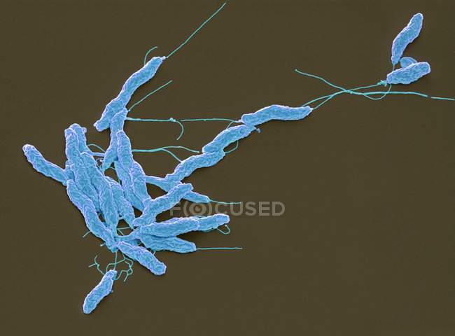 Bacteria Campylobacter jejuni - foto de stock