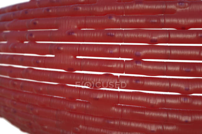 Cardiac muscle cells — Stock Photo