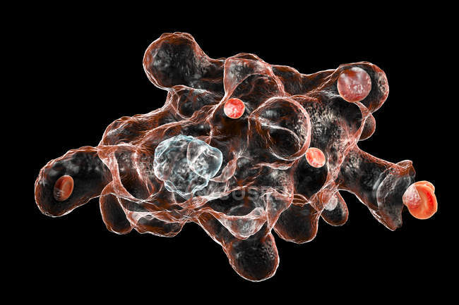 Амеба-паразит, поглощающая красные кровяные тельца — стоковое фото