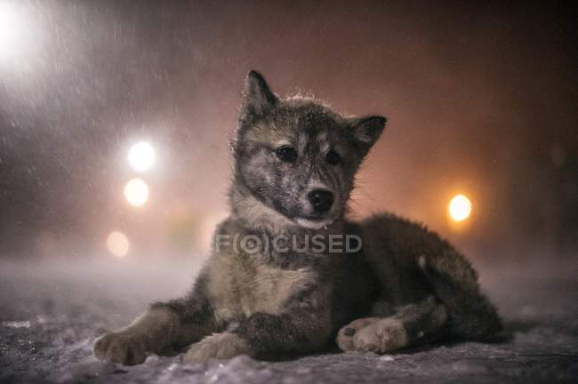 Cucciolo eschimese che riposa nella bufera di neve, Canada . — Foto stock