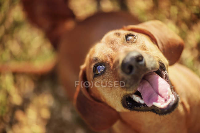 Собака смотрит вверх с открытым ртом . — стоковое фото