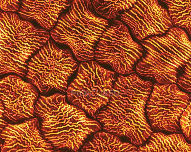 Wild mustard flower petal surface (Brassica kaber), coloured scanning electron micrograph (SEM). — Stock Photo