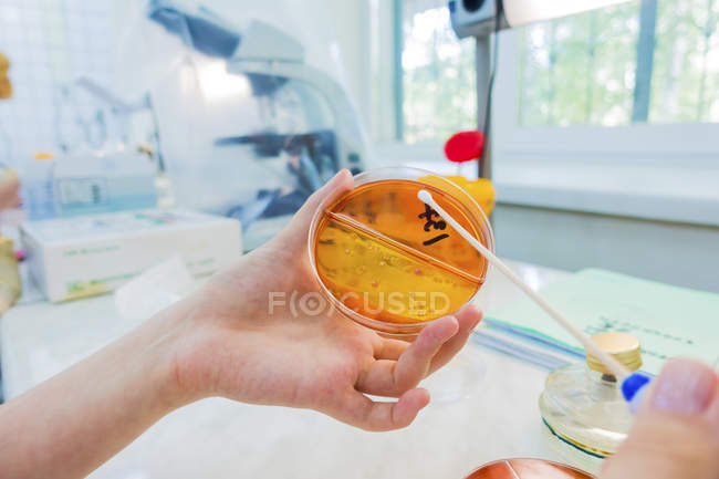 Cientista segurando placa de Petri e cotonete
. — Fotografia de Stock
