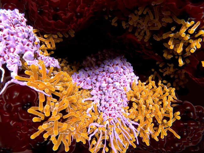 Macrófagos que engullen bacterias tuberculosas - foto de stock