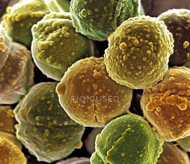 Скупчення бактерій Staphylococcus — стокове фото