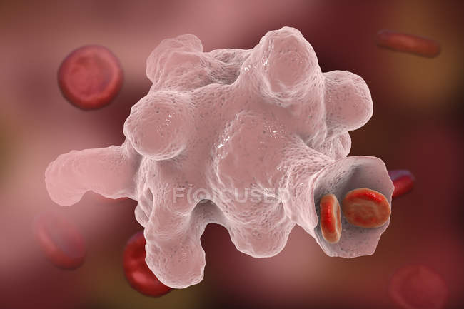 Энтамеба гистолитическая потребляющая красные кровяные тельца — стоковое фото