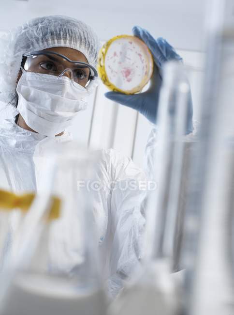 Scienziato che osserva colture batteriche — Foto stock