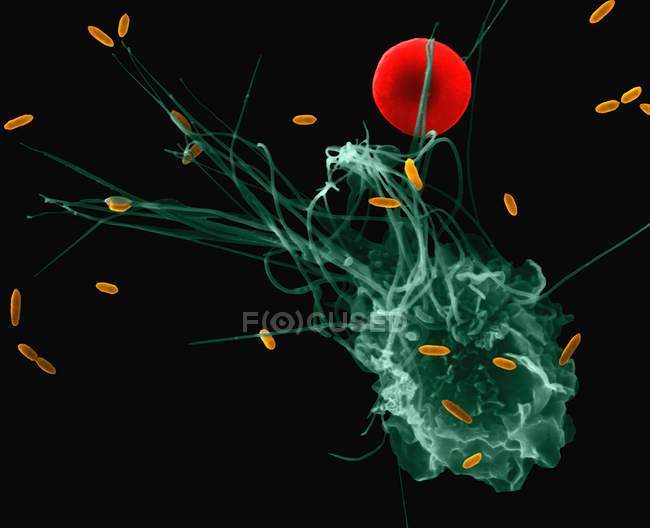 Fagocitosis macrófaga alveolar de E. coli - foto de stock