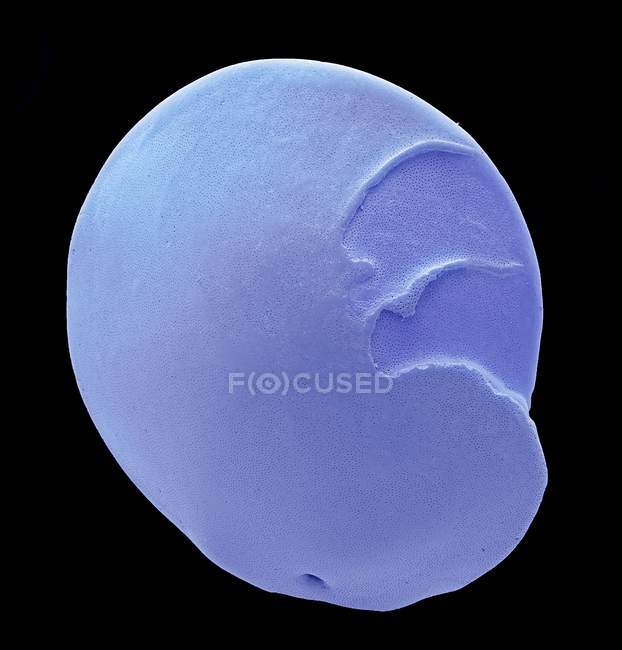 Coloured scanning electron micrograph (SEM) of a foraminiferan microfossil from maldives beach sand. — Stock Photo