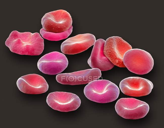 Cellules sanguines rouges — Photo de stock