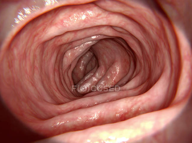 Parois intestinales saines — Photo de stock