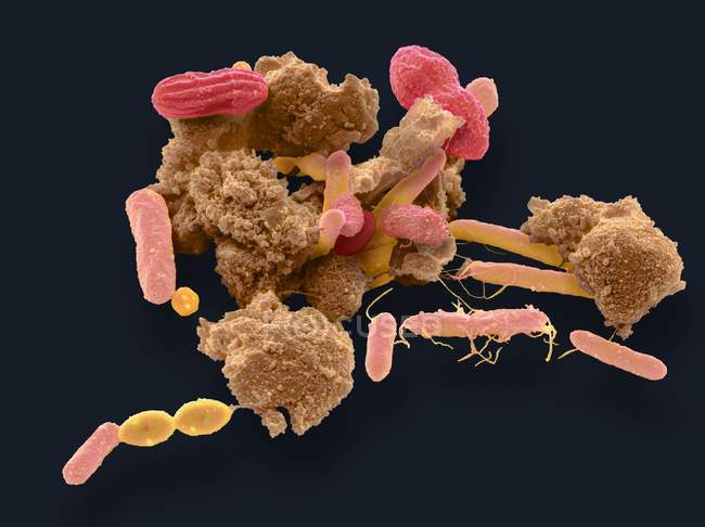 Bactéries trouvées dans un échantillon de matières fécales humaines — Photo de stock
