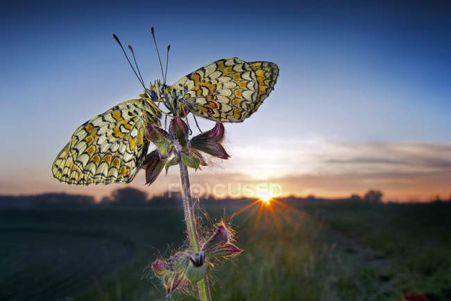 Farfalle sedute sulla pianta — Foto stock