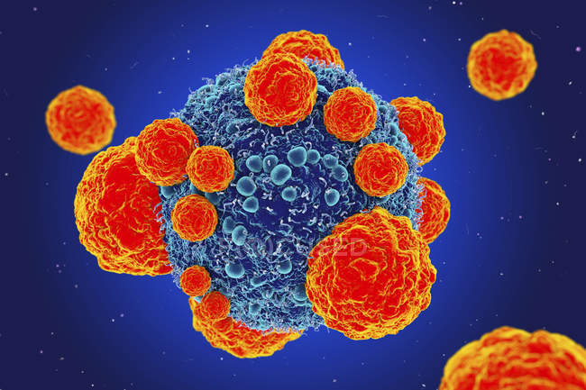 Раковые клетки и Т-клетки — стоковое фото