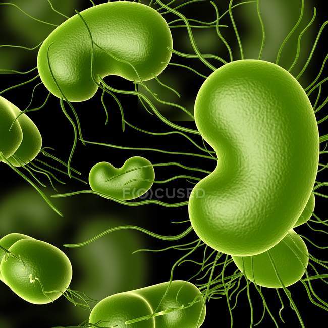 Bacterias escherichia coli - foto de stock