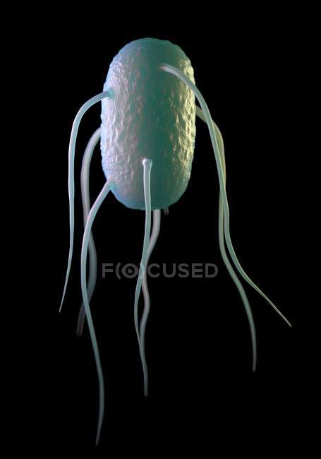 Salmonella enteritidis baccampum — стоковое фото