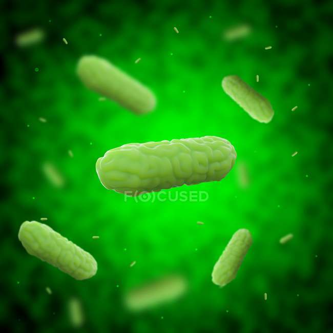 Bordetella pertussis Bakterien — Stockfoto