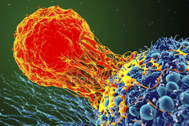 Т-клітин, які прикріплені до ракова клітина — стокове фото