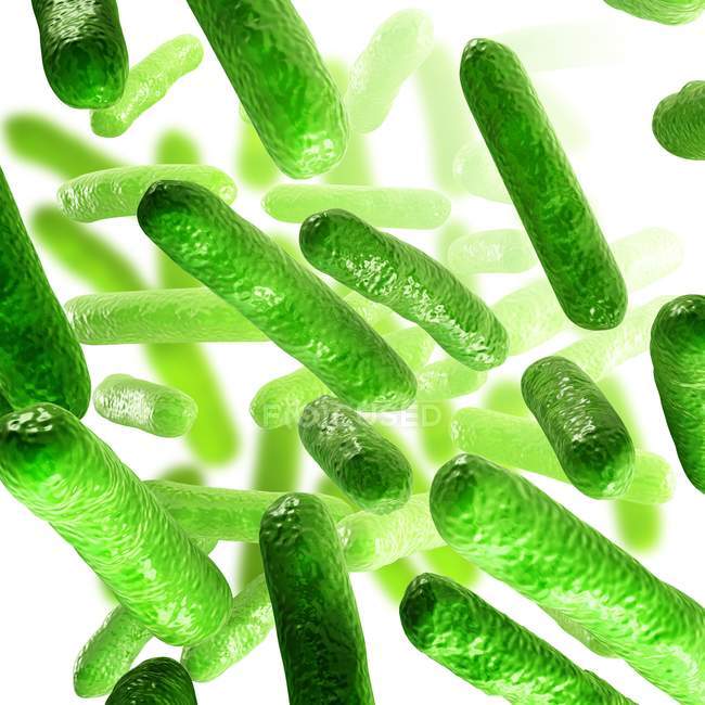 Colônia bacteriana em cultura — Fotografia de Stock