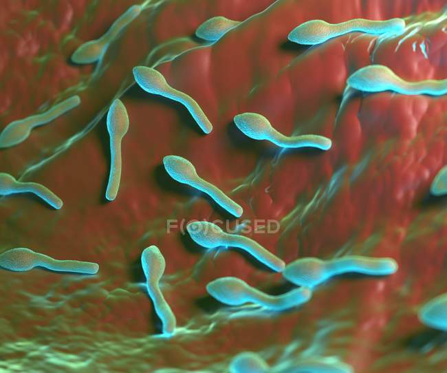 Bacteria de Clostridium tetani - foto de stock