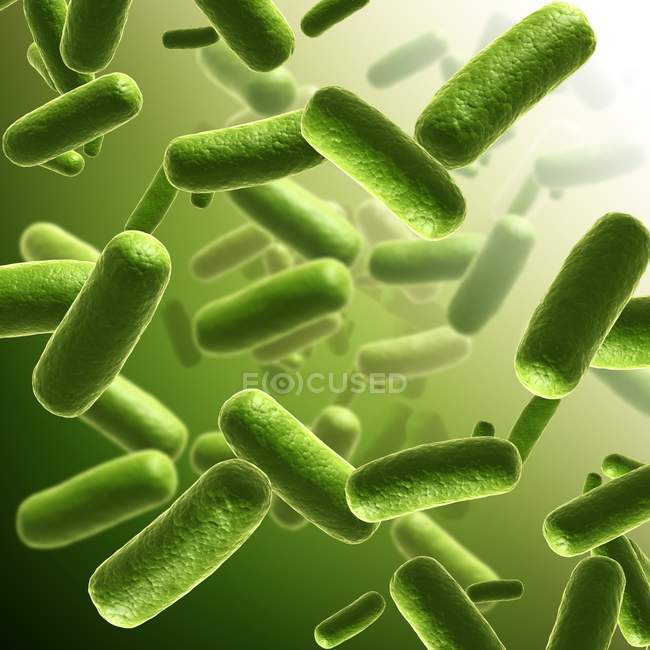 Бактеріальні колонії в культурі — стокове фото