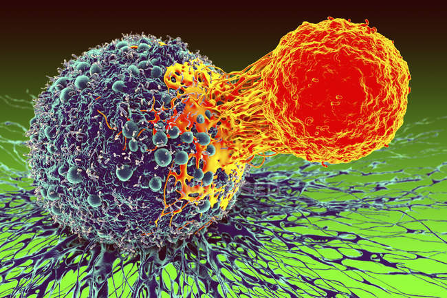 Células T adheridas a células cancerosas - foto de stock