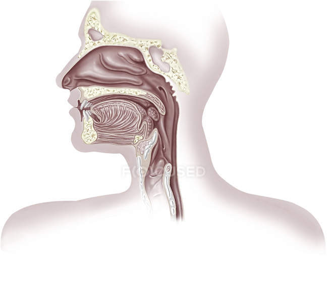 Human respiratory system, illustration. — Stock Photo