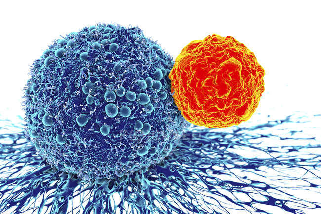 Ракова клітина напали на Т-клітинної — стокове фото