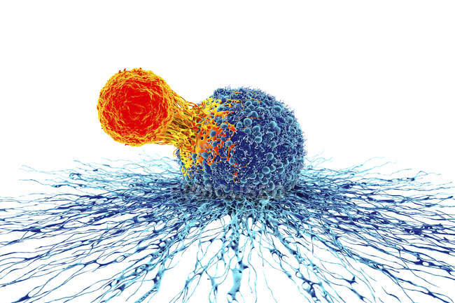 Cellules T attachées aux cellules cancéreuses — Photo de stock