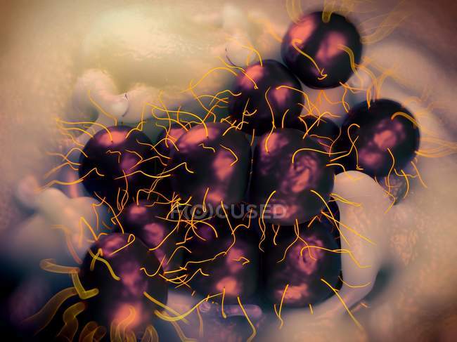 Bactérias Neisseria gonorrhoeae — Fotografia de Stock