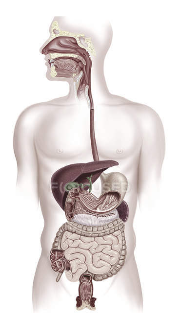 Sistema digestivo humano, ilustración por ordenador . - foto de stock