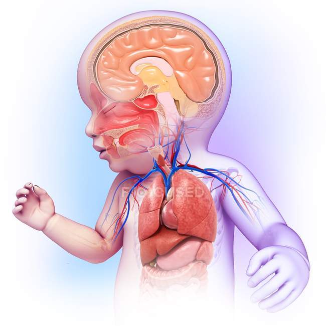 Anatomía de la cabeza y el pecho recién nacidos - foto de stock