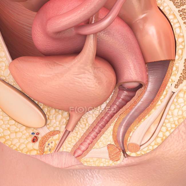 Anatomie pelvienne féminine — Photo de stock