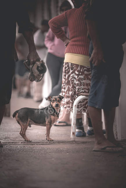 Perro pequeño en escena callejera - foto de stock