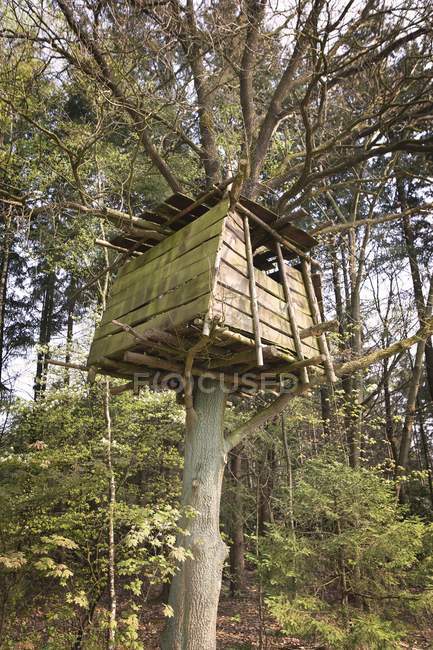 Дерев'яний будинок у лісі — стокове фото