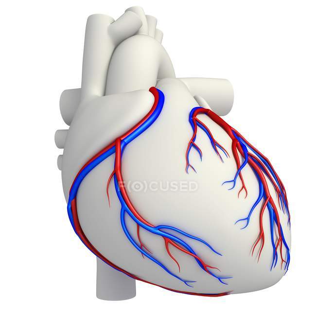 Коронарних судин серця — стокове фото